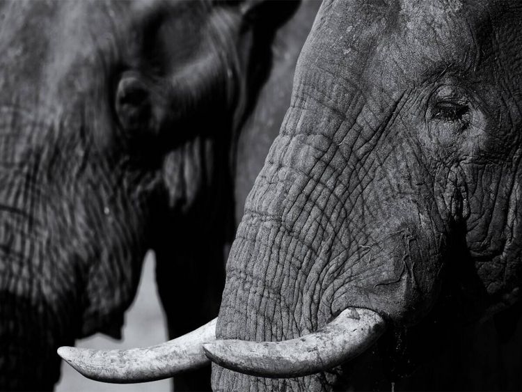 Produktbild: CALVENDO Puzzle Afrikanischer Elefant | 1000 Teile Lege-Gr&ouml;&szlig;e 64x48cm Foto-Puzzle f&uuml;r gl&uuml;ckliche Stunden