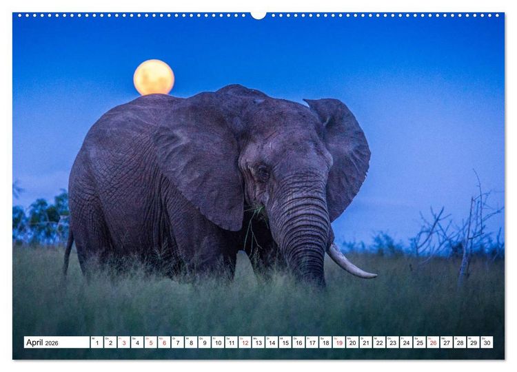 Produktbild: Wunderwelt der Tiere - S&uuml;dafrika (hochwertiger Premium Wandkalender 2026 DIN A2 quer), Kunstdruck in Hochglanz