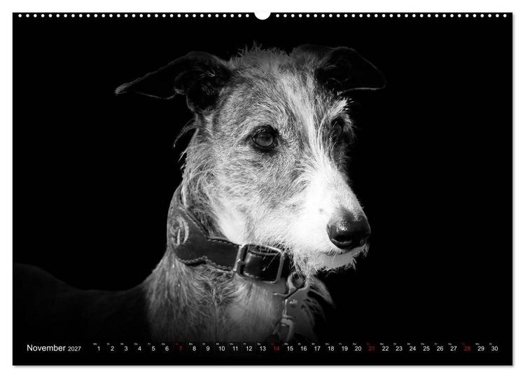 Produktbild: Galgo Espa&ntilde;ol - der spanische Windhund 2027 (Wandkalender 2027 DIN A2 quer), CALVENDO Monatskalender
