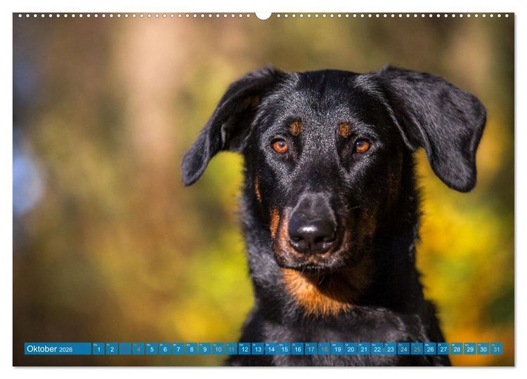 Produktbild: Der Beauceron (Wandkalender 2026 DIN A2 quer), CALVENDO Monatskalender