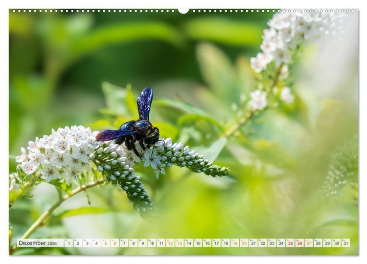 Produktbild: Bienen und Hummeln in Aktion (hochwertiger Premium Wandkalender 2026 DIN A2 quer), Kunstdruck in Hochglanz