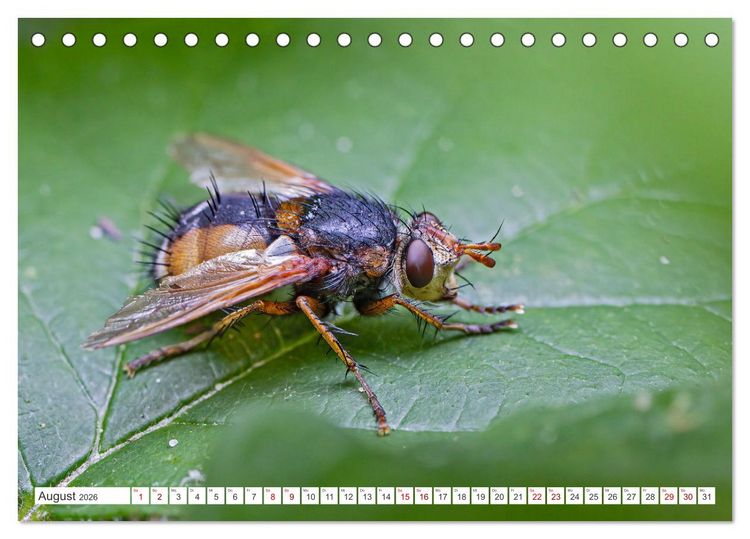 Produktbild: Ungeliebte Sch&ouml;nheiten - die faszinierende Welt unserer heimischen Fliegen (Tischkalender 2026 DIN A5 quer), CALVENDO Monatskalender