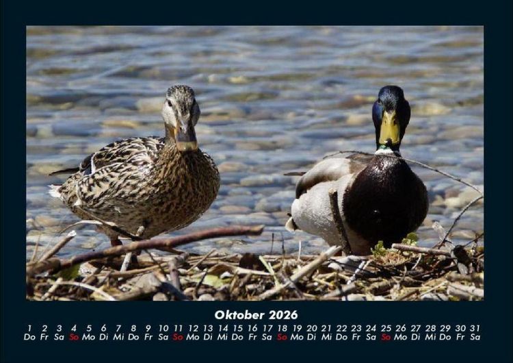 Produktbild: Enten 2026 Fotokalender DIN A4