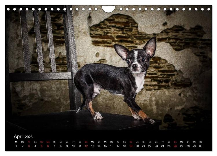 Produktbild: Chihuahuas - Cool and Cute (Wandkalender 2026 DIN A4 quer), CALVENDO Monatskalender
