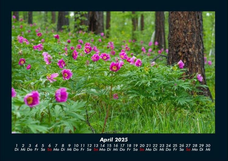 Produktbild: Blumentr&auml;ume 2025 Fotokalender DIN A4