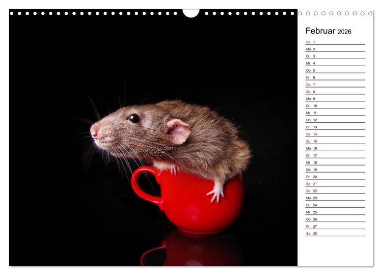 Produktbild: Ratten. Kleine Nager, gro&szlig;es Herz. (Wandkalender 2026 DIN A3 quer), CALVENDO Monatskalender