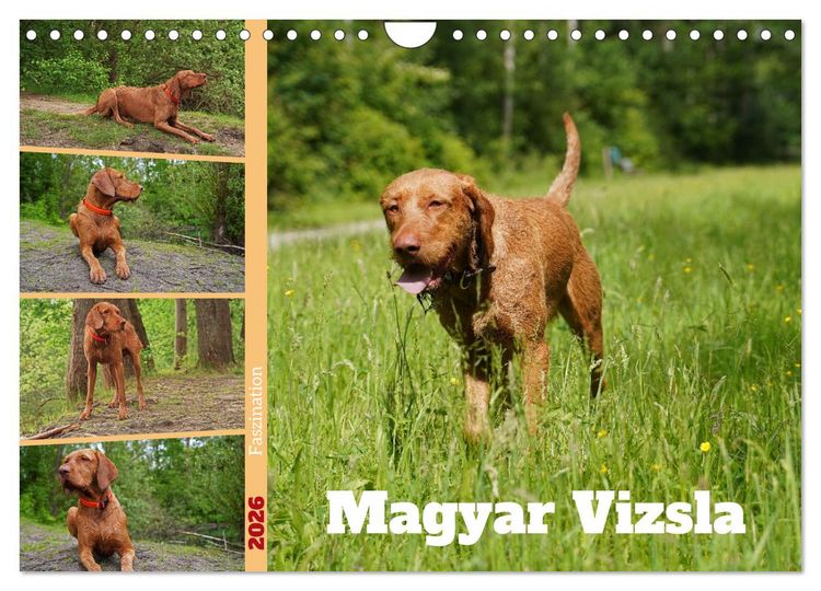 Produktbild: Faszination Magyar Vizsla (Wandkalender 2026 DIN A4 quer), CALVENDO Monatskalender