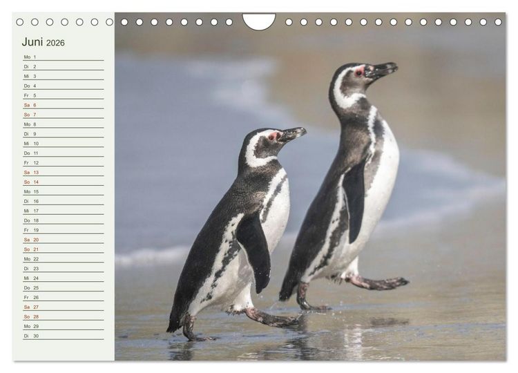 Produktbild: Unter Pinguinen (Wandkalender 2026 DIN A4 quer), CALVENDO Monatskalender