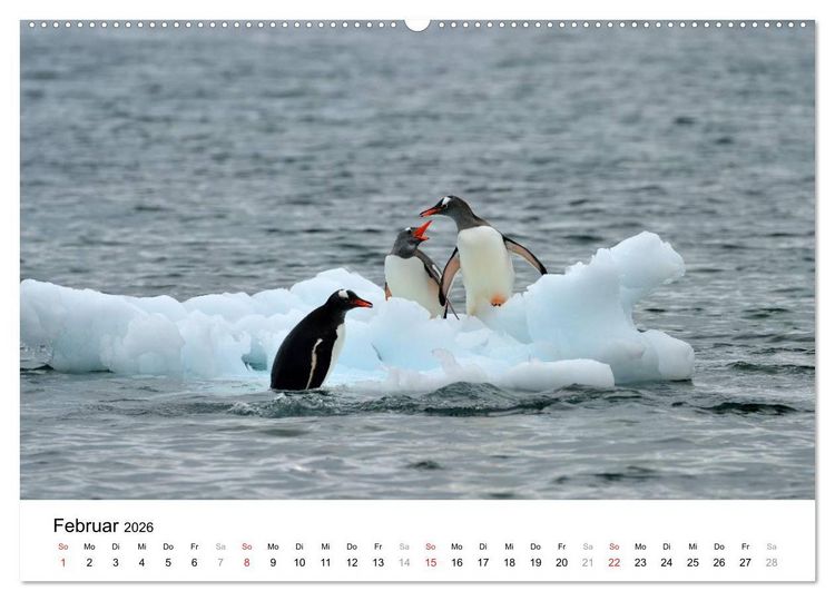 Produktbild: Im Reich der Pinguine (Wandkalender 2026 DIN A2 quer), CALVENDO Monatskalender