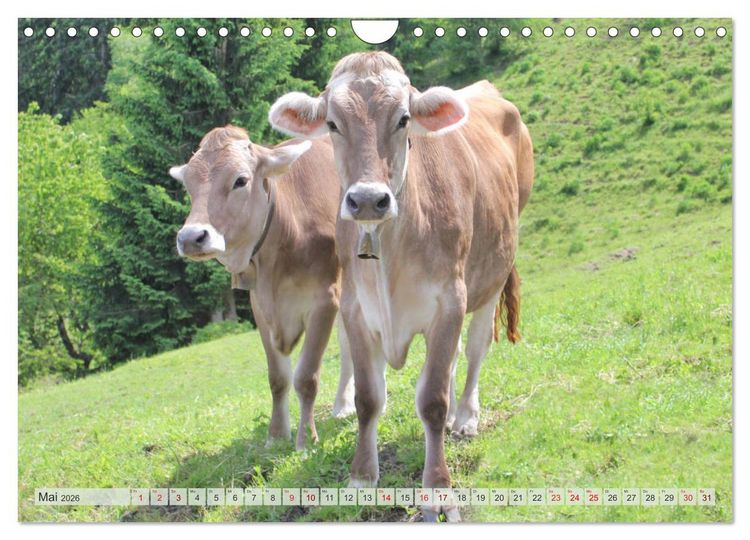 Produktbild: Alpenrinder (Wandkalender 2026 DIN A4 quer), CALVENDO Monatskalender