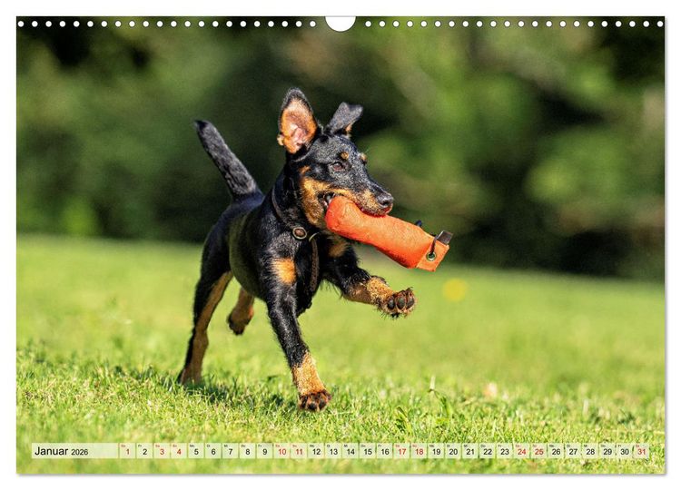Produktbild: Deutscher Terrier - ein leidenschaftlicher J&auml;ger (Wandkalender 2026 DIN A3 quer), CALVENDO Monatskalender