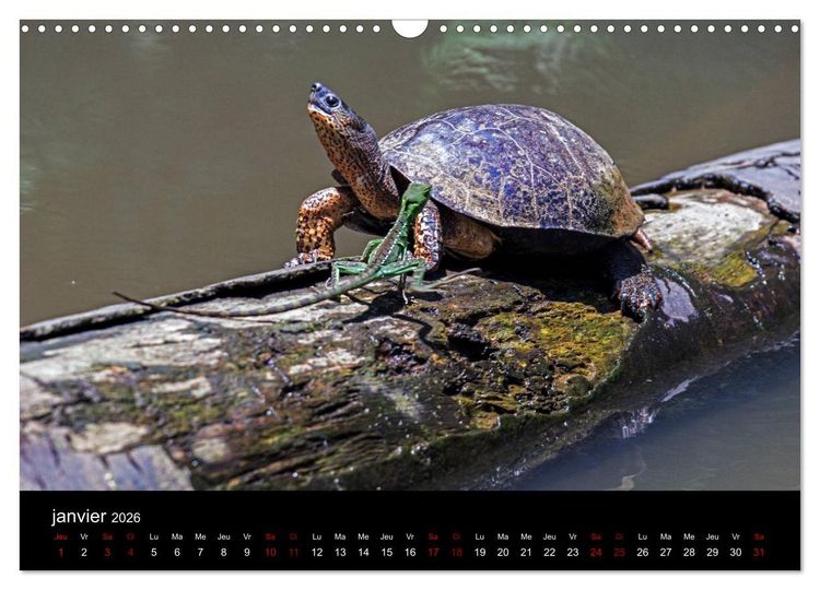 Produktbild: Costa Rica Paradis de la Biodiversit&eacute; (Calendrier mural 2026 DIN A3 vertical), CALVENDO calendrier mensuel