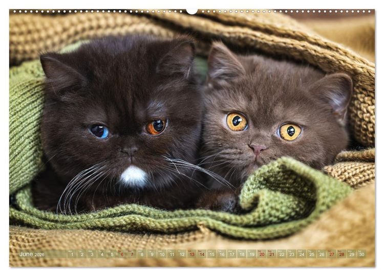 Produktbild: Rare British Shorthair cats (High Quality Premium Wall Calendar 2026 DIN A2 landscape),CALVENDO 12 Month Wall Calendar