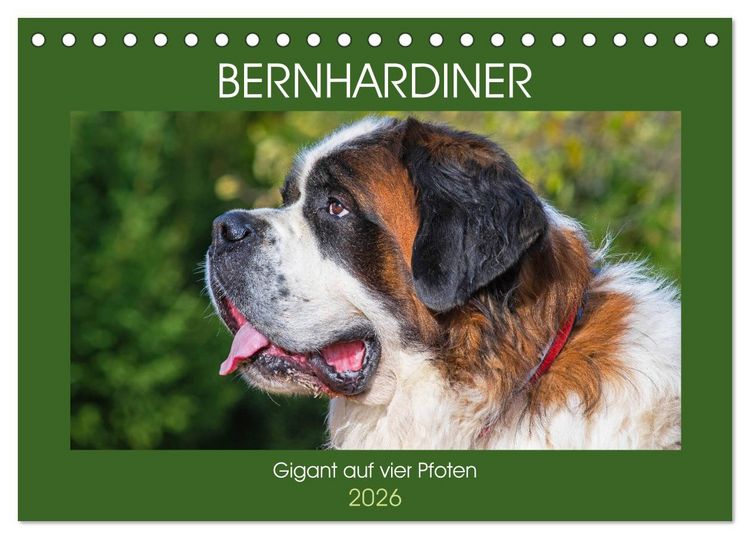 Produktbild: Bernhardiner - Gigant auf vier Pfoten (Tischkalender 2026 DIN A5 quer), CALVENDO Monatskalender