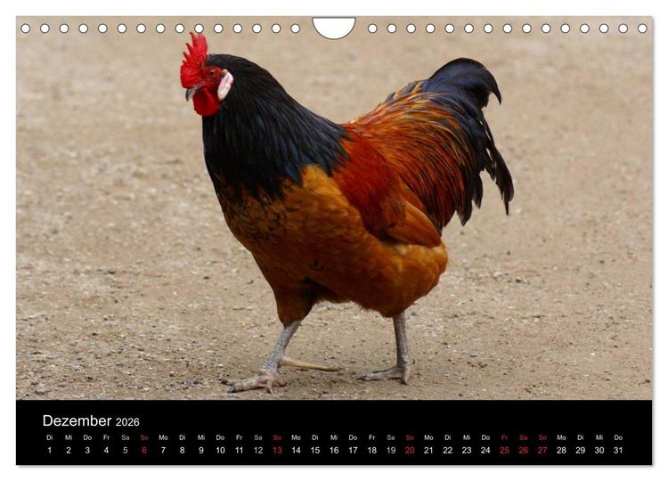 Produktbild: Die Welt der H&uuml;hner (Wandkalender 2026 DIN A4 quer), CALVENDO Monatskalender