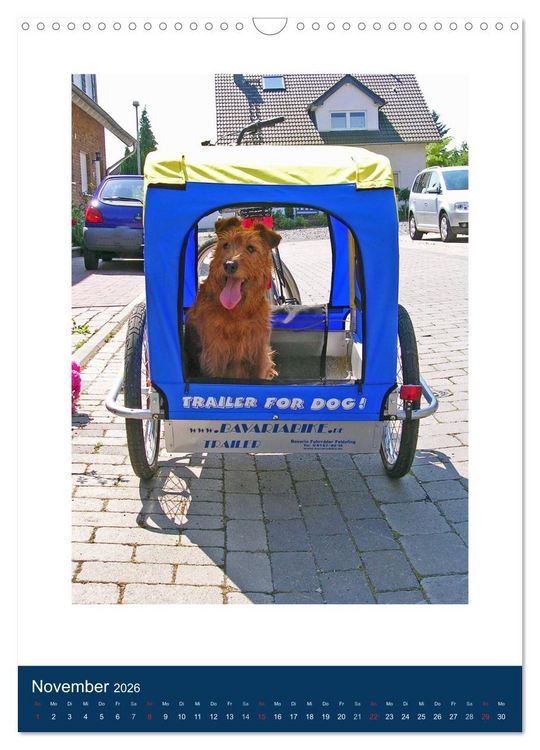 Produktbild: Kelly - Ein Irish Terrier macht Urlaub (Wandkalender 2026 DIN A3 hoch), CALVENDO Monatskalender