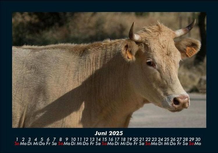 Produktbild: Kuhkalender 2025 Fotokalender DIN A5