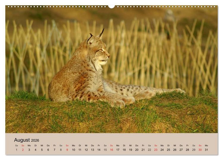 Produktbild: Der Luchs. Pinselohren und Bernsteinaugen (Wandkalender 2026 DIN A2 quer), CALVENDO Monatskalender