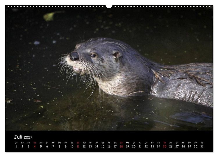 Produktbild: Putzige Fischj&auml;ger (Wandkalender 2027 DIN A2 quer), CALVENDO Monatskalender