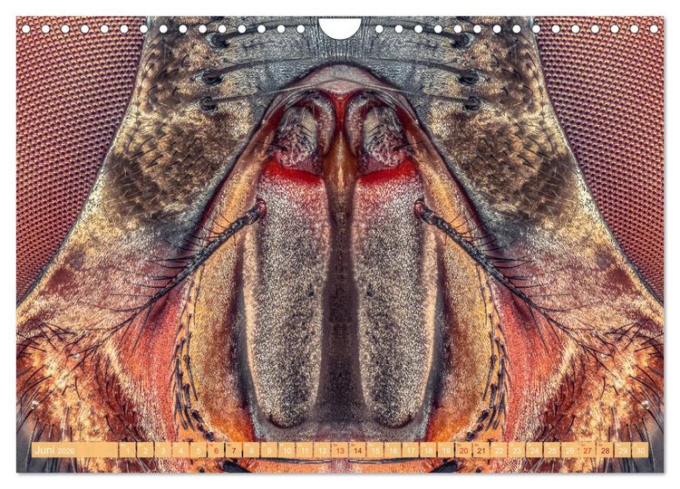 Produktbild: Extreme Makroaufnahmen - Insekten so nah wie nie (Wandkalender 2026 DIN A4 quer), CALVENDO Monatskalender