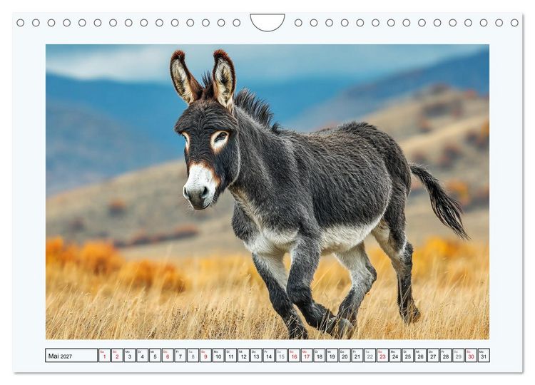 Produktbild: Sanfte Eselpoesie. Momente zwischen Bergwelt und Meer (Wandkalender 2027 DIN A4 quer), CALVENDO Monatskalender