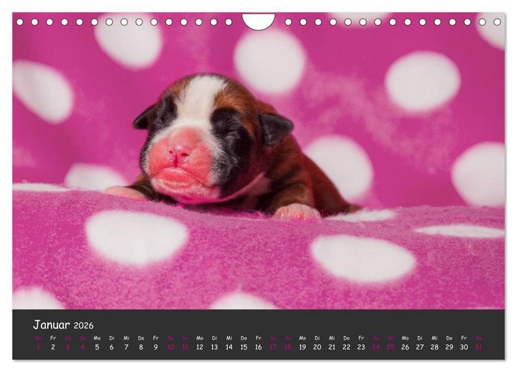 Produktbild: Wenn ich gro&szlig; bin werd' ich Boxer (Wandkalender 2026 DIN A4 quer), CALVENDO Monatskalender