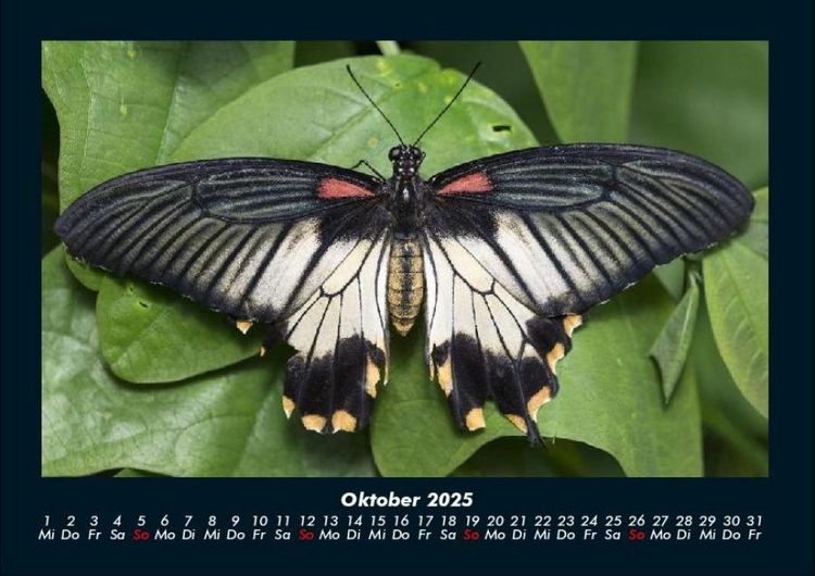 Produktbild: Bunte Pracht der Schmetterlinge 2025 Fotokalender DIN A4