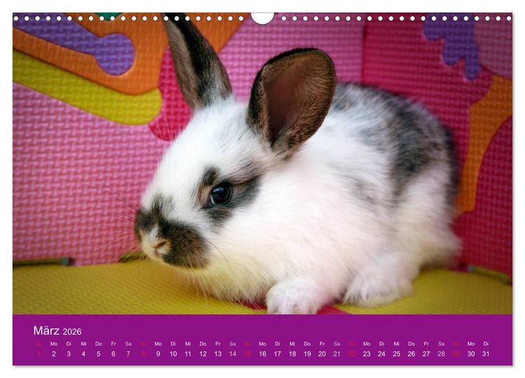 Produktbild: Lustige Kaninchen (Wandkalender 2026 DIN A3 quer), CALVENDO Monatskalender