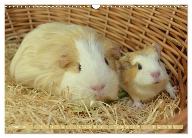 Produktbild: BABY Meerschweinchen Traumhaft s&uuml;&szlig; (Wandkalender 2026 DIN A3 quer), CALVENDO Monatskalender