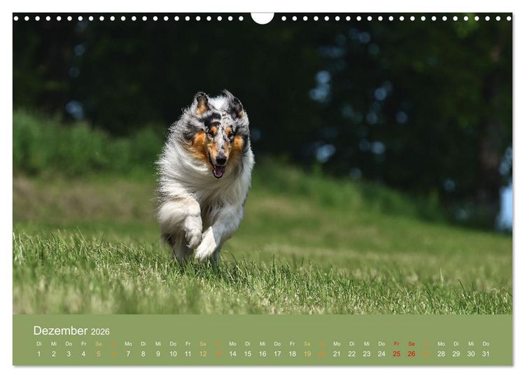 Produktbild: Fantastische Collies - Sieger der Herzen (Wandkalender 2026 DIN A3 quer), CALVENDO Monatskalender