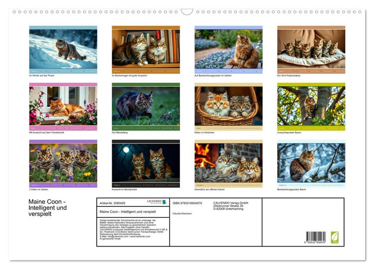 Produktbild: Maine Coon - Intelligent und verspielt (Wandkalender 2026 DIN A2 quer), CALVENDO Monatskalender