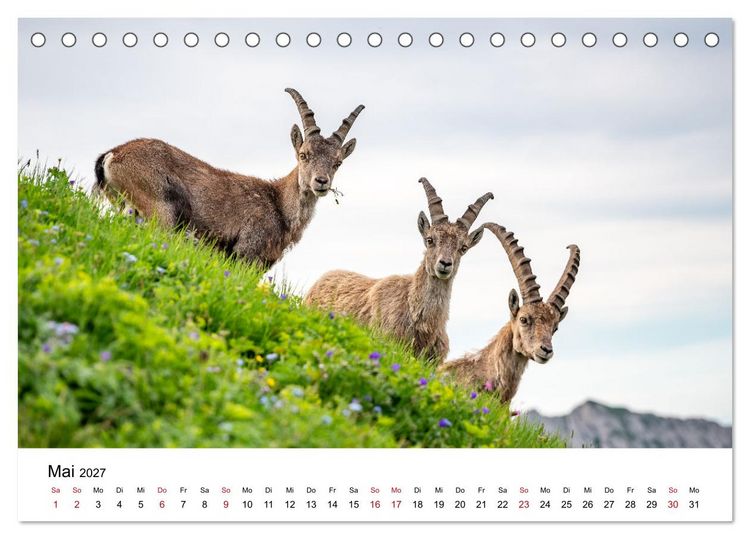 Produktbild: Steinb&ouml;cke - Eindr&uuml;ckliche K&ouml;nige der Alpen (Tischkalender 2027 DIN A5 quer), CALVENDO Monatskalender
