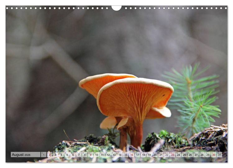 Produktbild: Waldpilz-Impressionen (Wandkalender 2026 DIN A3 quer), CALVENDO Monatskalender