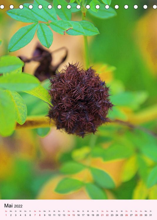 Produktbild: Lust auf Herbstfarben (Tischkalender 2022 DIN A5 hoch)