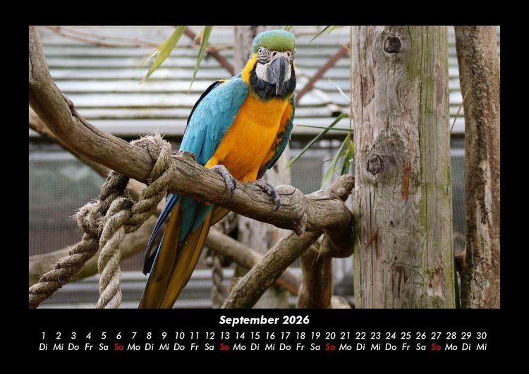 Produktbild: Vogelparadies 2026 Fotokalender DIN A3