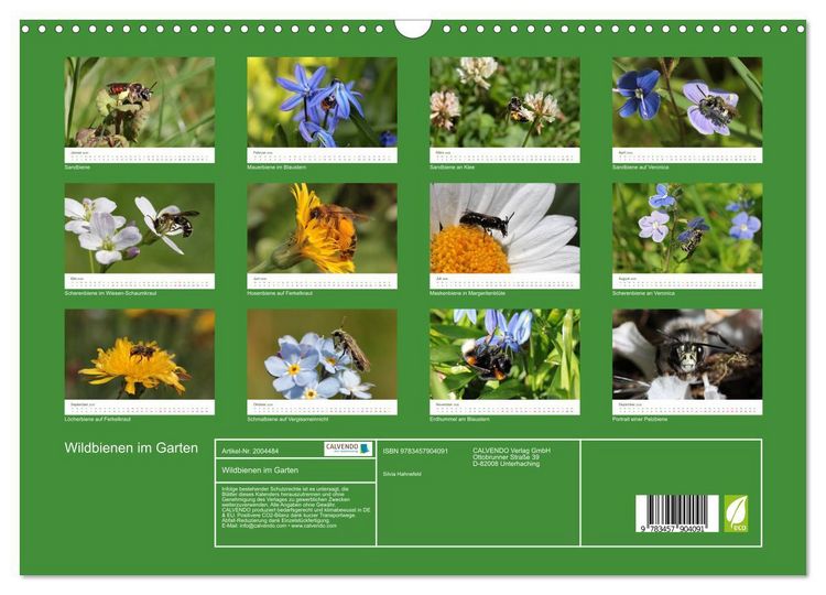 Produktbild: Wildbienen im Garten (Wandkalender 2026 DIN A3 quer), CALVENDO Monatskalender