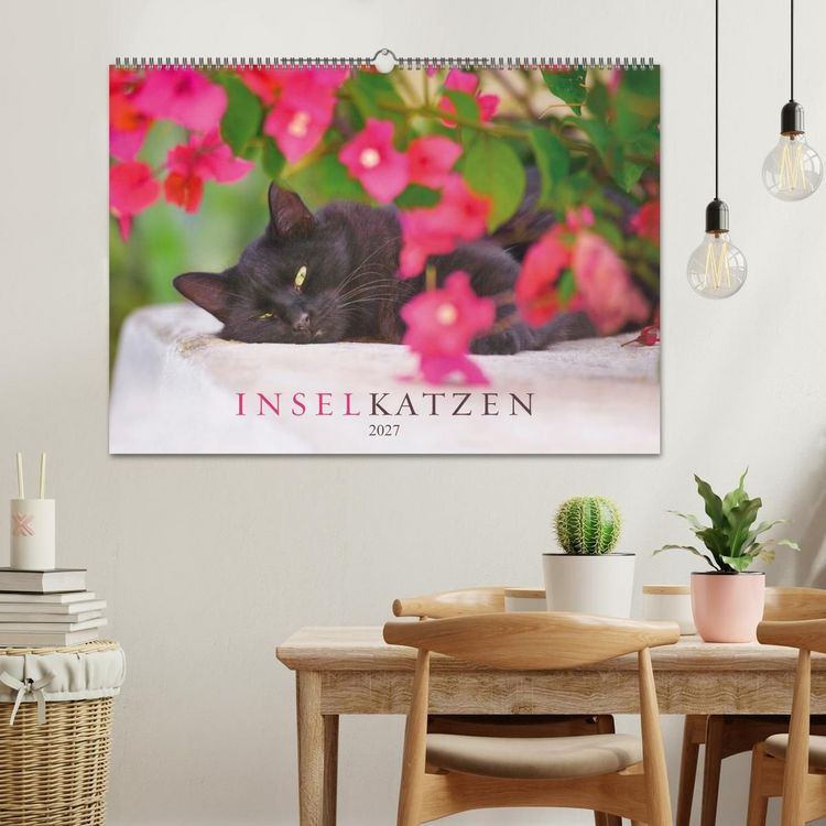 Produktbild: Inselkatzen (Wandkalender 2027 DIN A2 quer), CALVENDO Monatskalender