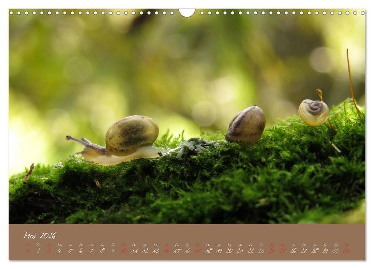 Produktbild: Schneckchen (Wandkalender 2026 DIN A3 quer), CALVENDO Monatskalender