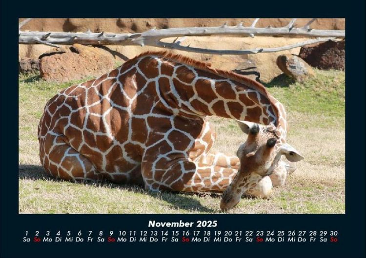 Produktbild: Giraffen 2025 Fotokalender DIN A4