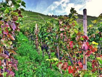 Produktbild: CALVENDO Puzzle Rotweinreben an der Mosel | 1000 Teile Lege-Gr&ouml;&szlig;e 64x48cm Foto-Puzzle f&uuml;r gl&uuml;ckliche Stunden