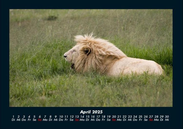 Produktbild: L&ouml;wen in der Wildnis 2025 Fotokalender DIN A4