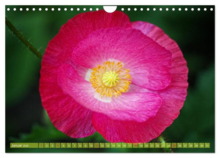 Produktbild: Mohn Tage (Wandkalender 2026 DIN A4 quer), CALVENDO Monatskalender