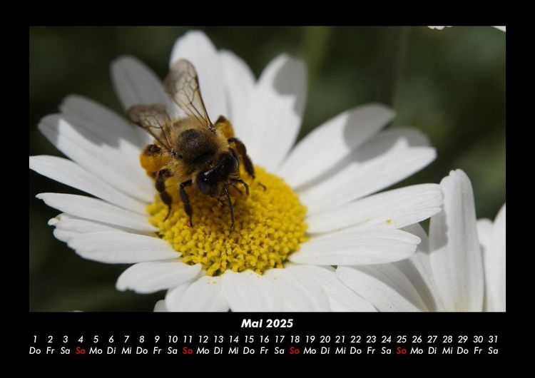 Produktbild: Blumentr&auml;ume 2025 Fotokalender DIN A3