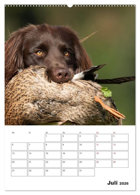 Produktbild: Geboren um zu Jagen. Der kleine M&uuml;nsterl&auml;nder (hochwertiger Premium Wandkalender 2026 DIN A2 hoch), Kunstdruck in Hochglanz