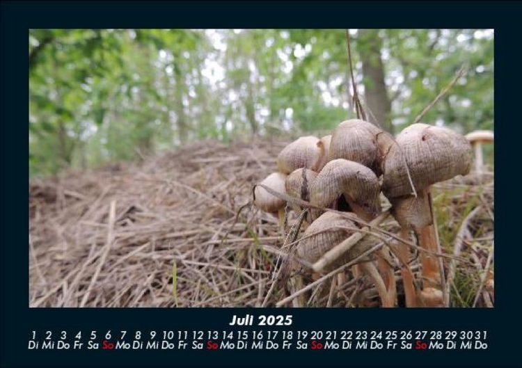 Produktbild: Waldzauber 2025 Fotokalender DIN A5