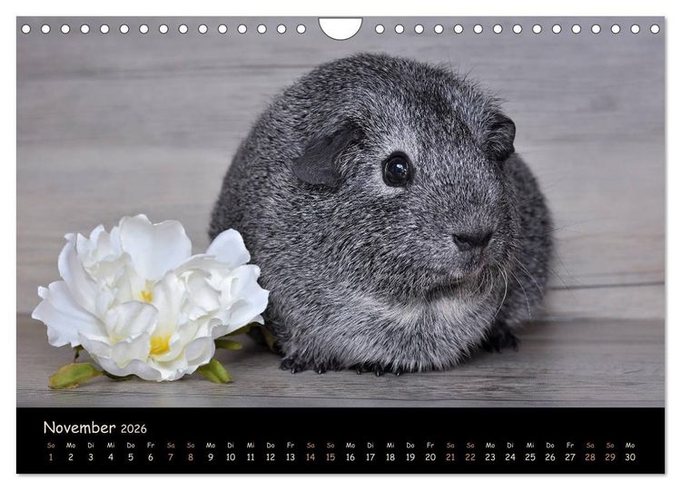 Produktbild: Meerschweinchen - Kleine s&uuml;&szlig;e Fellnasen (Wandkalender 2026 DIN A4 quer), CALVENDO Monatskalender