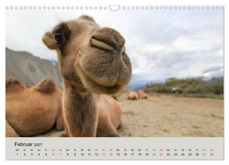 Produktbild: Kamel Portr&auml;t (Wandkalender 2027 DIN A3 quer), CALVENDO Monatskalender