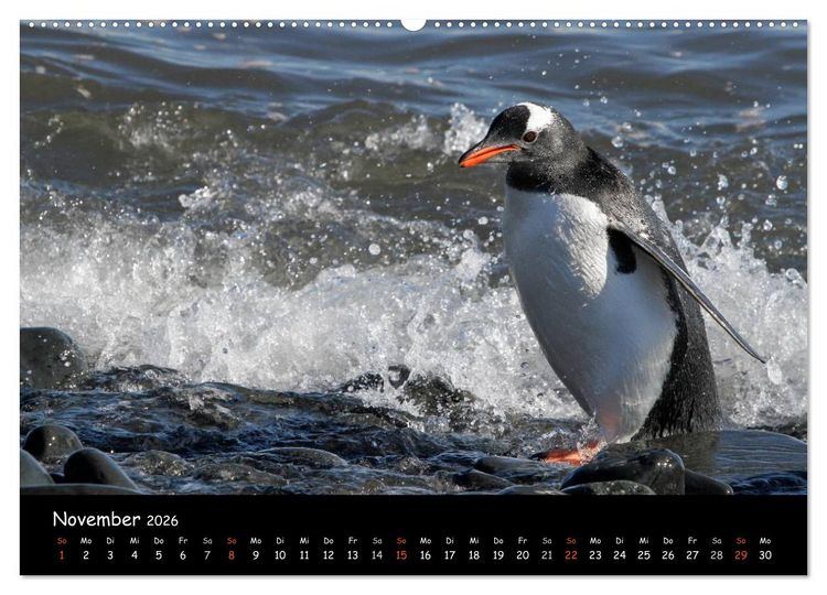 Produktbild: Pinguine aus aller Welt (Wandkalender 2026 DIN A2 quer), CALVENDO Monatskalender