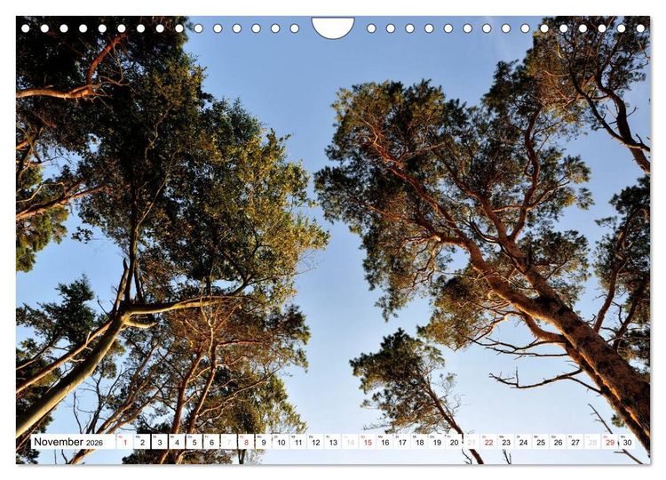 Produktbild: Naturschauspiel Dar&szlig;er Weststrand (Wandkalender 2026 DIN A4 quer), CALVENDO Monatskalender