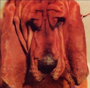 Produktbild: Segall, T: Goodbye Bread